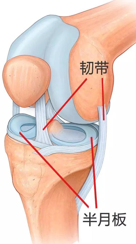 半月板磨损怎么保养恢复(图1)