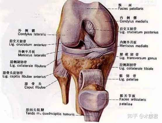 半月板磨损怎么办？(图1)