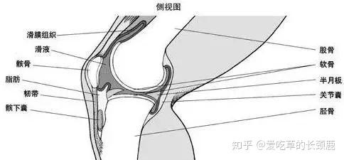 半月板磨损是为什么(图1)